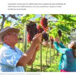 サンタテレーザ市は州のブドウ生産において際立っている（３日付Ｇ１サイトの記事の一部）