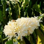 カフェの花と受粉を助ける蜂（Rede Amazônica/Reprodução）
