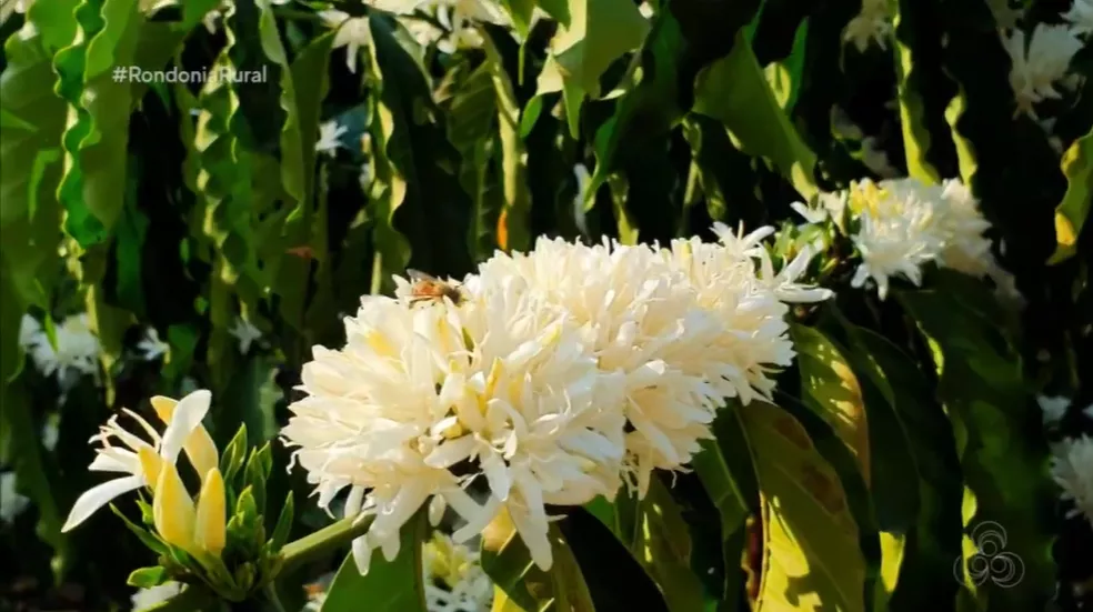 カフェの花と受粉を助ける蜂（Rede Amazônica/Reprodução）