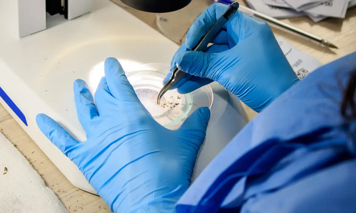 ウォルバイトを育てている実験室で（©Flavio Carvalho/WMP Brasil/Fiocruz）