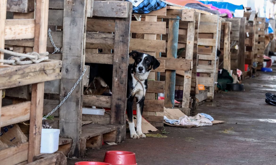 飼い主が見つかるのを待つ救助後のペット達（©Rafa Neddemeyer/Agencia Brasil）