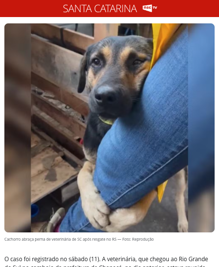 獣医の足にしがみ付く犬（10日付CNNブラジル・サイトの記事の一部）
