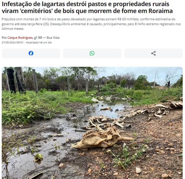 餓死した牛の屍（骨）が続く農園（26日付G1サイトの記事の一部）