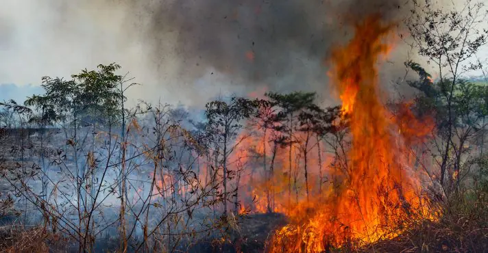 パンタナルの火災現場（Sergio Vale/Amazonia Real）