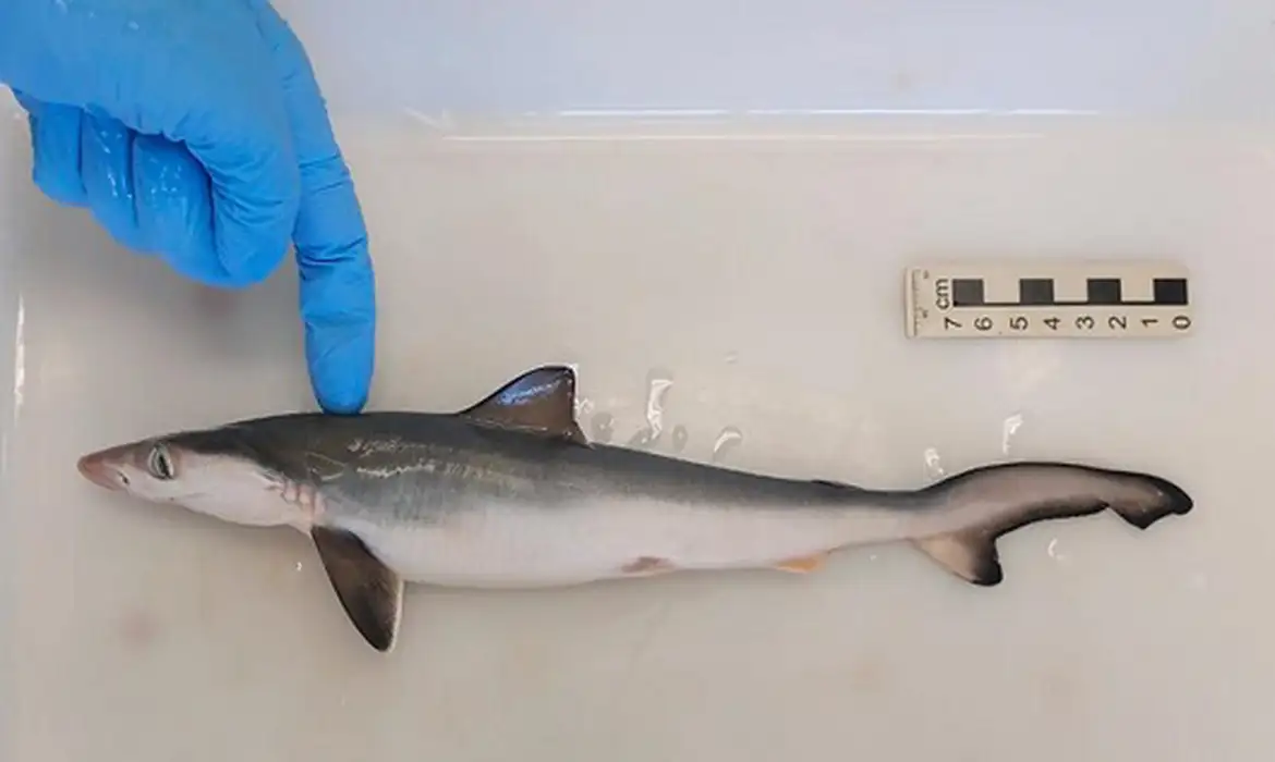 コカイン汚染が確認された小型ザメ（©Divulgacao/Fiocruz）