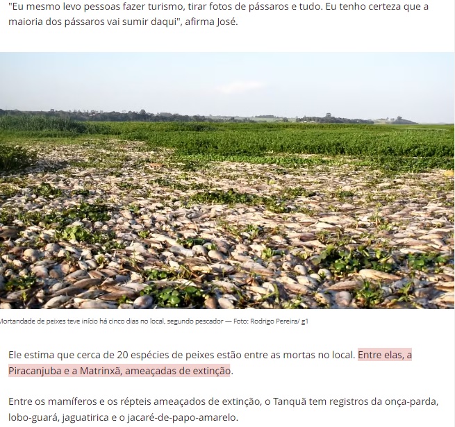 水面を埋め尽くした魚の死体（17日付G1サイトの記事の一部）