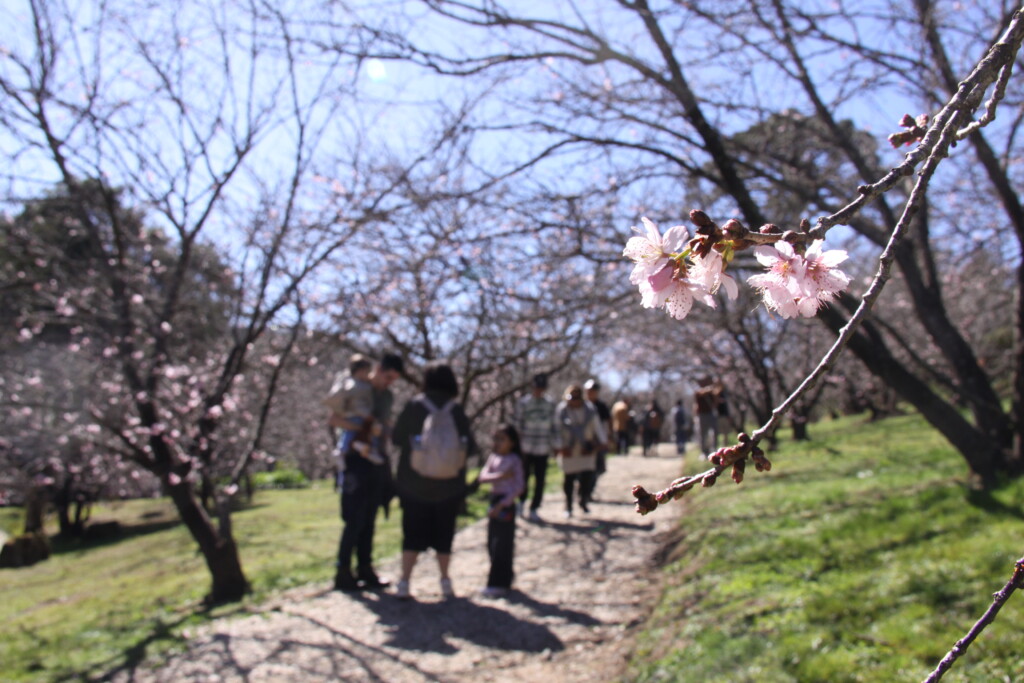 天候に恵まれた桜公園（7月21日）