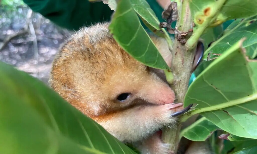 タマンドゥアイ（©Instituto Tamandua/Fundacao Grupo Boticario）