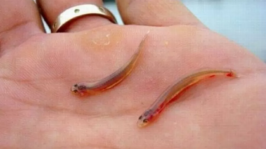淡水の〝吸血魚〟カンジル（Foto:Divulgação/Prefeitura de Belém）