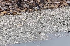 引き上げられた大量の魚の死骸（reproducao）