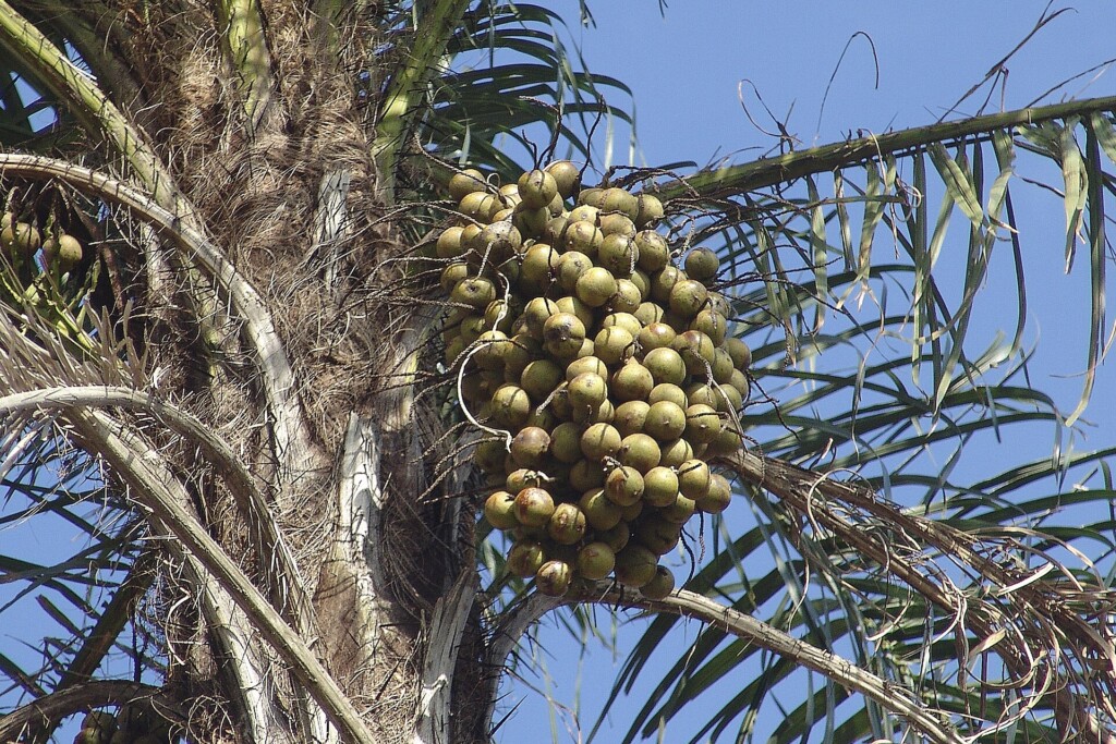 マカウバの実（Jose Reynaldo da Fonseca, via Wikimedia Commons）