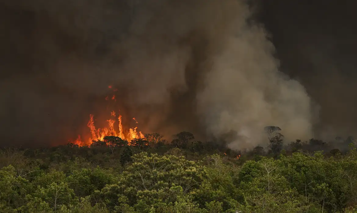 在来植生の森林部での火災（© Marcelo Camargo/Agência Brasil）