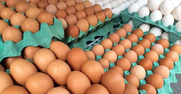 7〜9月の鶏卵生産量は12億ダースを記録（Foto: Luiz Agner/IBGE）