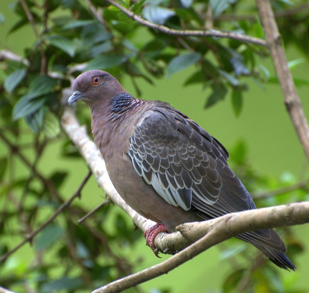 曲名となった鳩の一種「Asa Branca（白羽根）」（Dariosanches, via Wikimedia Commons）