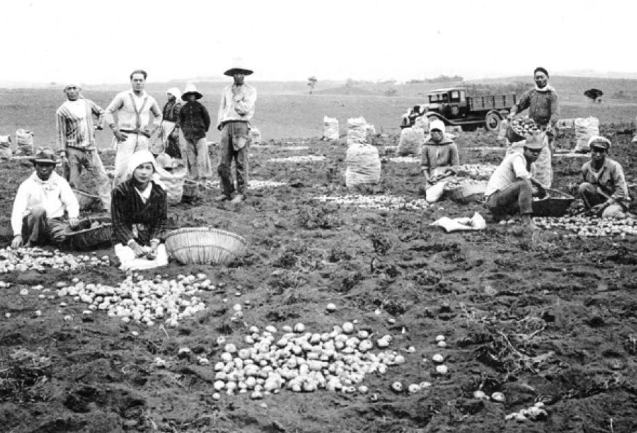 戦前のジャガイモ栽培農家の様子(『在伯同胞活動実況写真帳』1938年、高知県 竹下写真館)