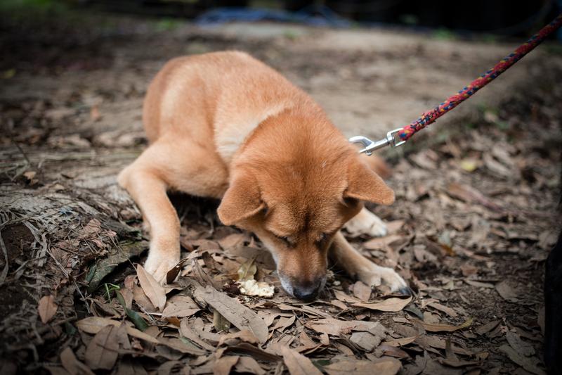 ペット犬（イメージ）