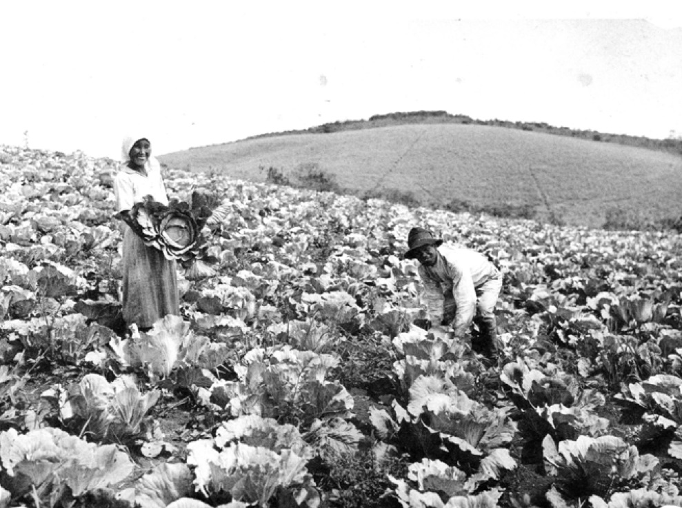 戦前のキャベツの収穫の様子(『在伯同胞活動実況写真帳』1938年、高知県 竹下写真館)