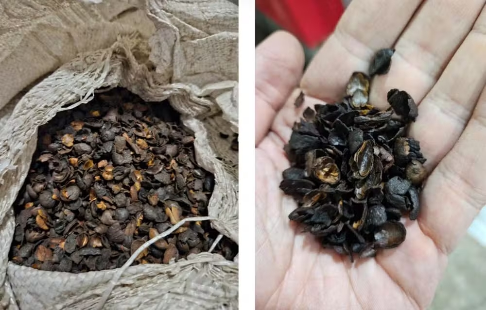 「偽コーヒー」の原材料（Foto: Ministério da Agricultura/Divulgação）