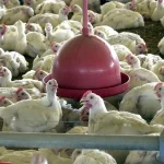養鶏場のイメージ（Foto: Arquivo/Agência Brasil）