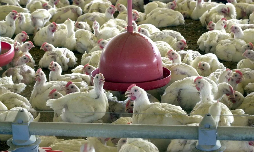 養鶏場のイメージ（Foto: Arquivo/Agência Brasil）