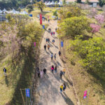 桜祭りの様子