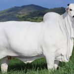 440万ドルの値がついた「ヴィアチナ19号」（Foto: Divulgação/Casa Branca Agropastoril）