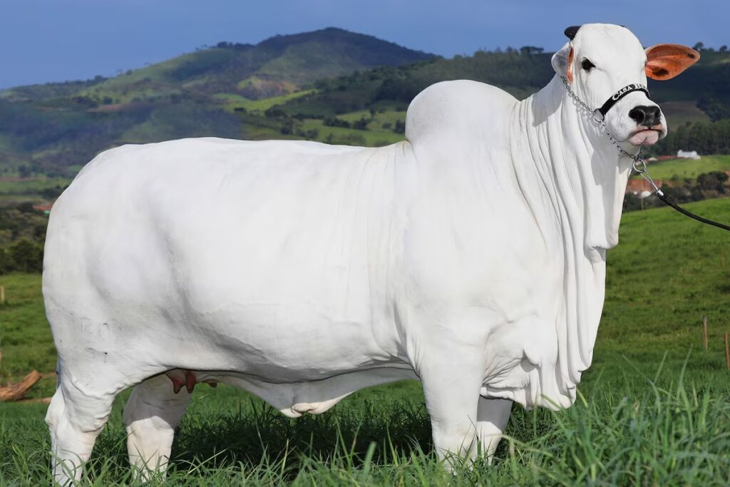 440万ドルの値がついた「ヴィアチナ19号」（Foto: Divulgação/Casa Branca Agropastoril）