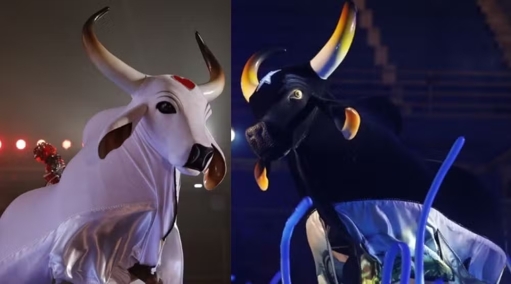 赤組「ボイ・ガランチード」（左）と青組「ボイ・カプリショーゾ」（右）（Foto: Divulgação）